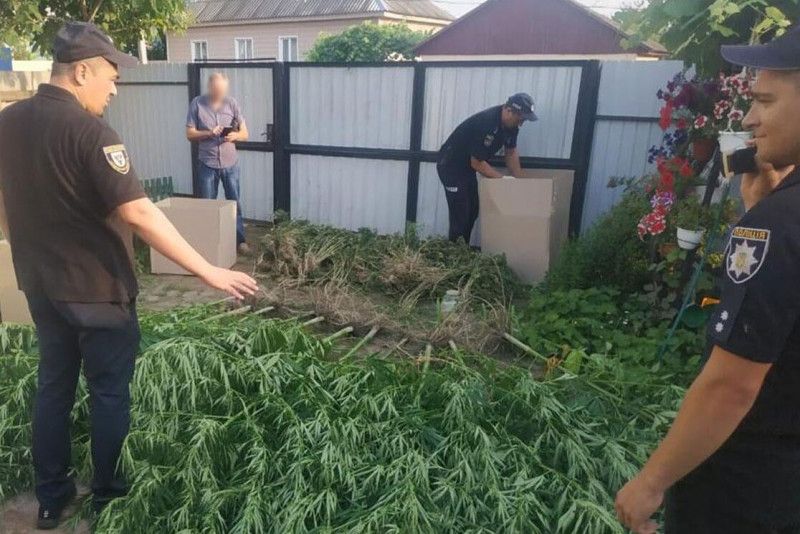Поліція Новгород-Сіверського району викрила зловмисника, який вирощував коноплю