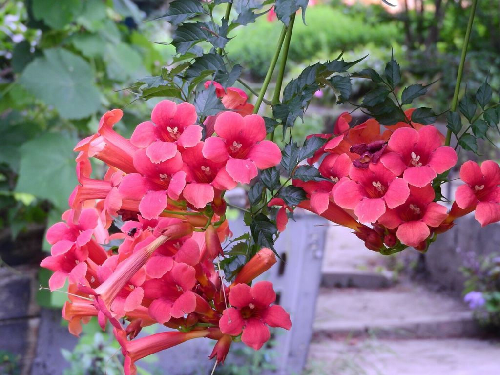 Оаза квітів та краси в музеї Коцюбинського (ФОТО)