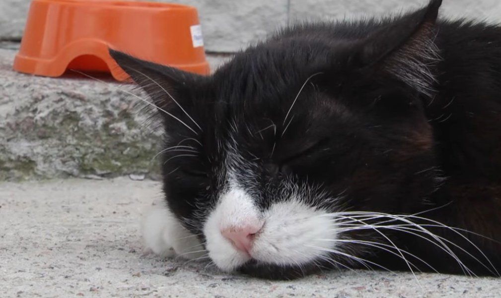 Будинок для котів: як чотирилапих рятують від спеки на вулиці Рокоссовського