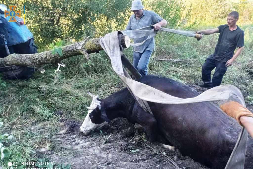 Чернігівські рятувальники вивільнили корову, яка провалилася в яму
