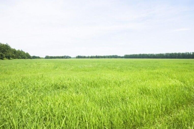 Заклад освіти на Чернігівщині незаконно передав фермеру 190 га землі
