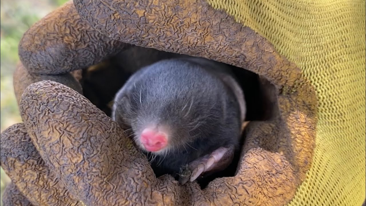 Королі підземного царства: як вигнати крота з городу