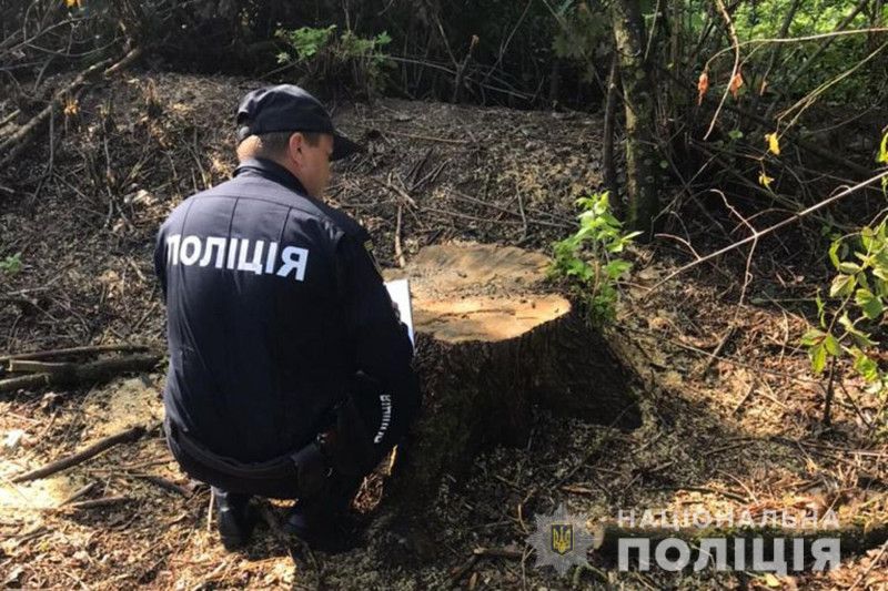 Новгород-Сіверські поліцейські повідомили про підозру чоловіку за незаконну порубку дерев