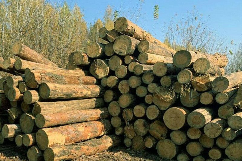 У заповіднику на Чернігівщині незаконно зрубали дерев майже на 350 тисяч гривень