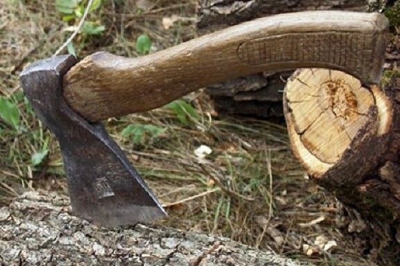 Лісокористувач на Чернігівщині відшкодував державі майже 230 тис. грн збитків, завданих незаконною порубкою