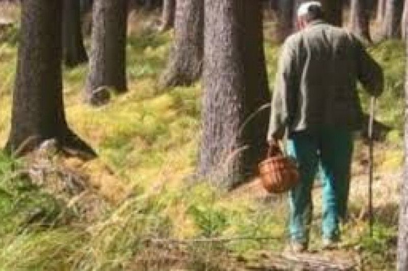 У лісі на Чернігівщині майже добу шукали 73-річного чоловіка