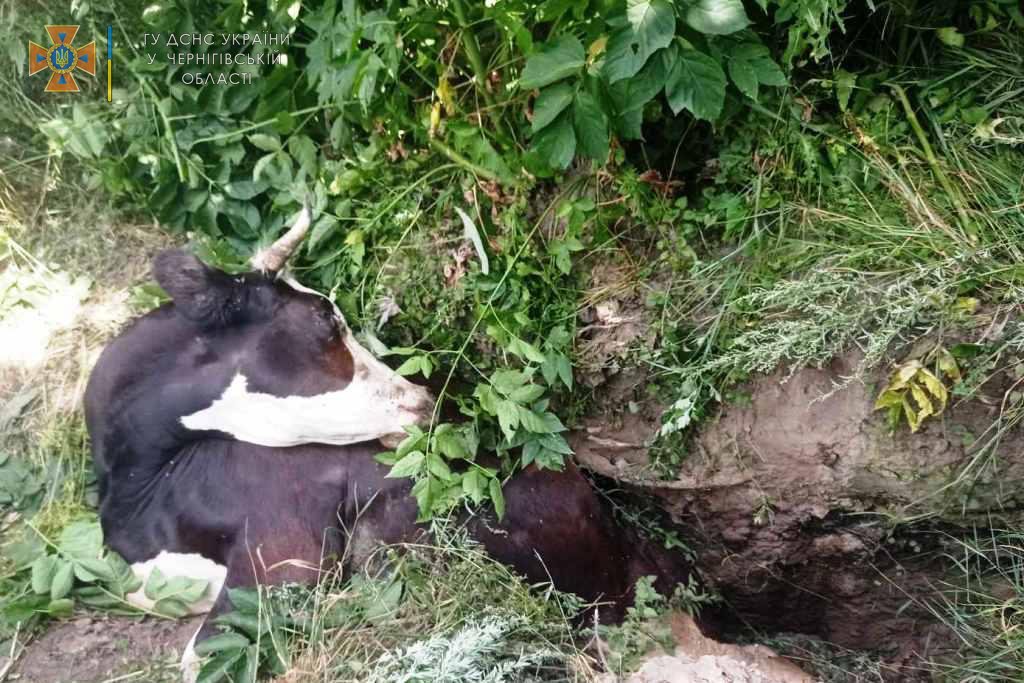Чернігівські рятувальники вивільнили корову, яка провалилася в яму