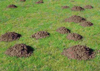 Королі підземного царства: як вигнати крота з городу