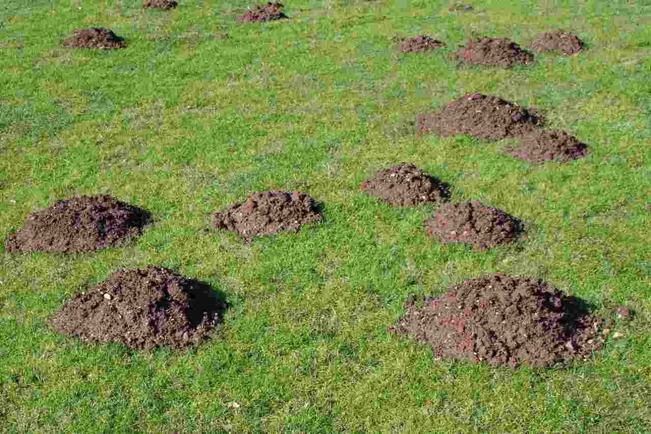 Королі підземного царства: як вигнати крота з городу