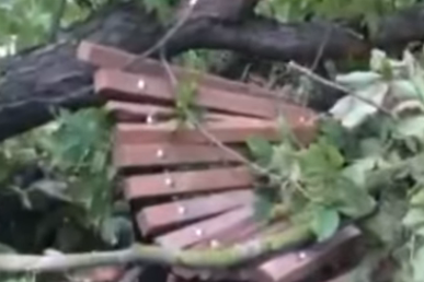 У Чернігові у парку дерево при падінні розтрощило лавочку (Відеофакт)