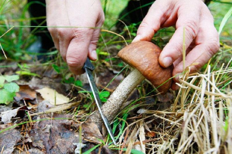 Грибник із 35-річним стажем розповів, як правильно збирати гриби, аби врожай був і наступного року