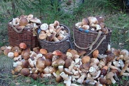Чернігівцям нагадують основні правила профілактики отруєнь грибами
