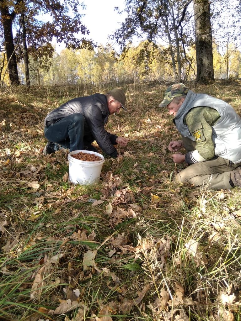 У лісництві на Чернігівщині збирають жолуді для посіву. ФОТО