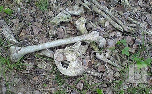 На Новгород-Сіверщині грибник натрапив на скелет людини