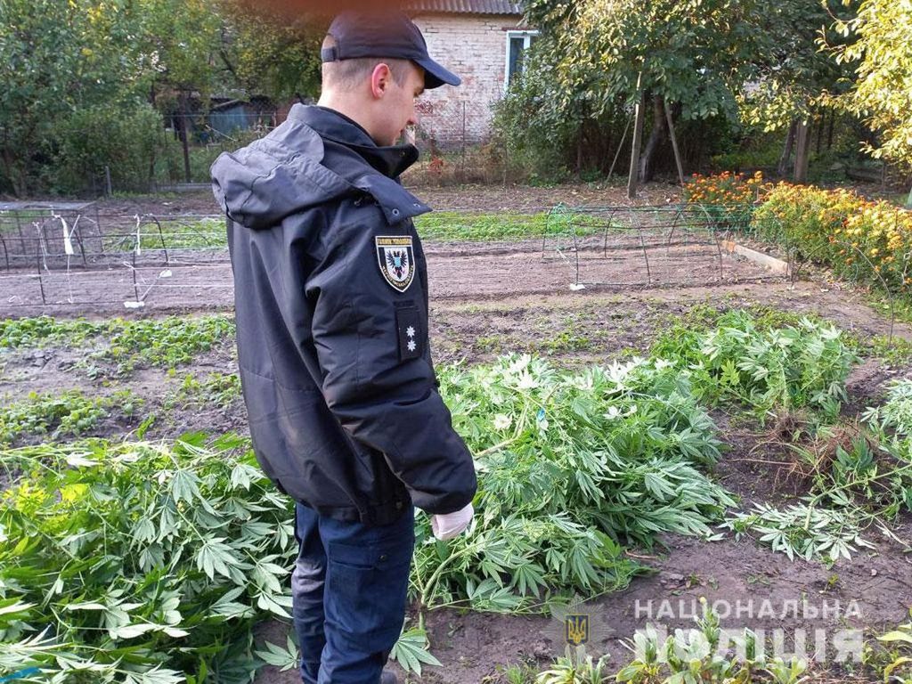 Дбайливо доглядав: 49-річний чернігівець вирощував коноплі у себе на подвір’ї. ФОТО