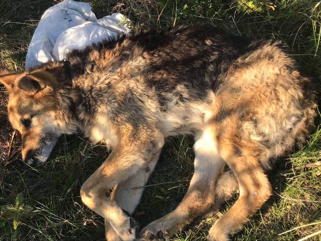 Чернігівські надзвичайники врятували собаку, яка тонула в річці неподалік Брусилова. ФОТОфакт