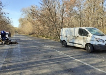 На Чернігівщині в результаті ДТП загинув червонокнижний лось