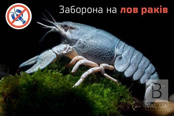 З 25 листопада на Чернігівщині розпочинається заборона на вилов раків