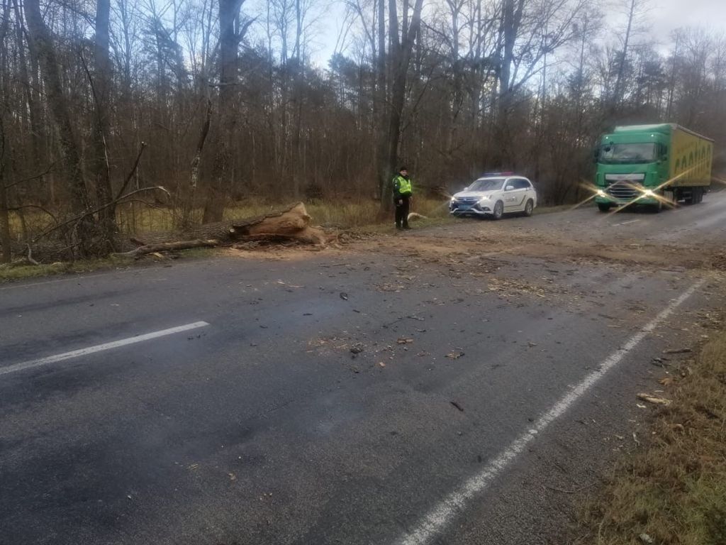 На Чернігівщині буревій повалив дерева на трасі. ФОТОфакт