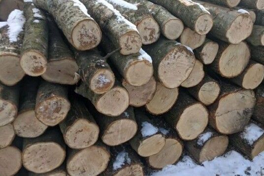 Більше 100 тисяч гривень заплатить лісокористувач за незаконну вирубку дерев