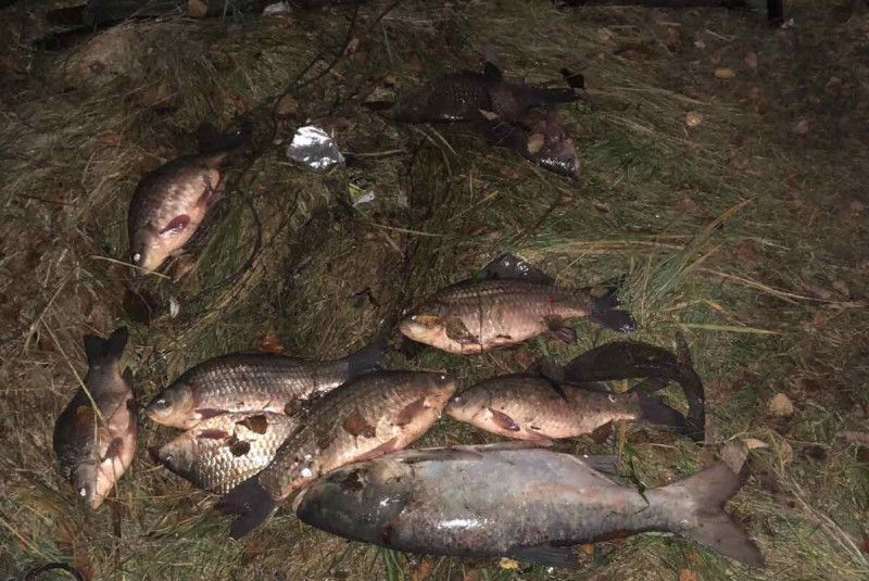 Браконьєри з Чернігівщини за 11 рибин сплатять майже 20 тисяч гривень