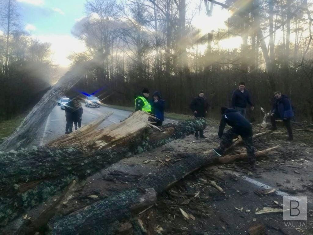 На Чернігівщині буревій повалив дерева на трасі. ФОТОфакт