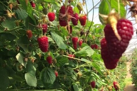 Фермер із Чернігівщини створив малиновий рай