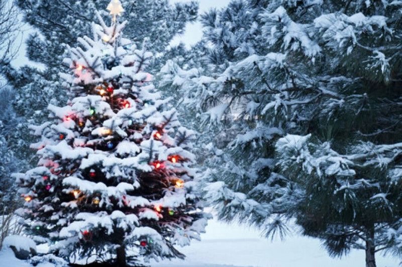 Лісники Чернігівщини збирають замовлення на новорічні ялинки