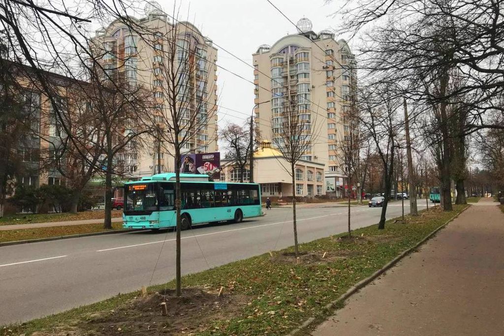На вулиці Шевченка висадили 129 європейських лип
