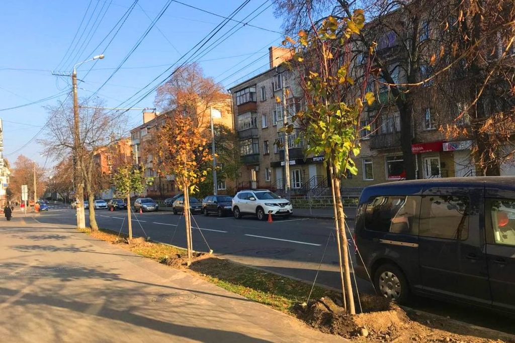 По вулиці Гетьмана Полуботка висадили 46 крупнолистних лип
