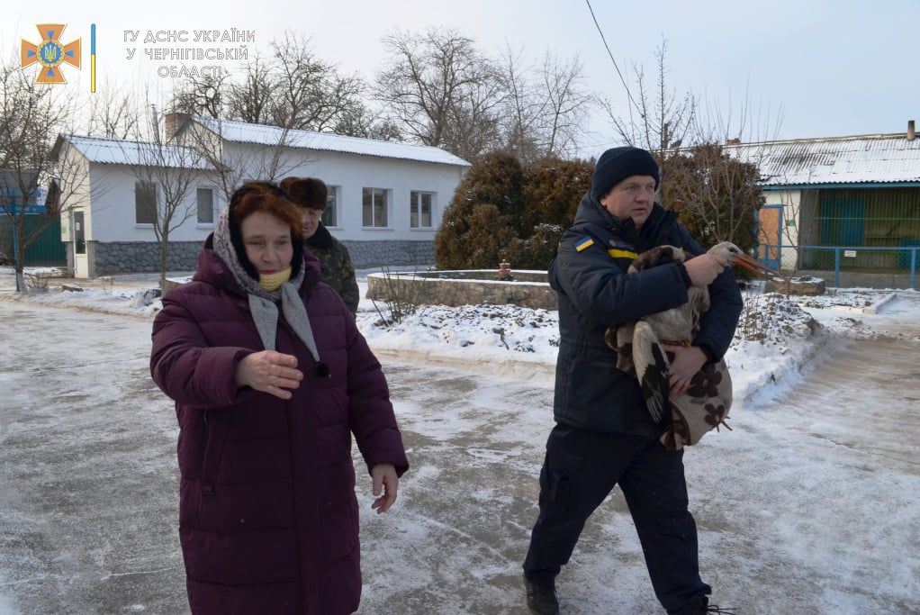 На Чернігівщині врятованого лелеку передали до зоопарку. ФОТО