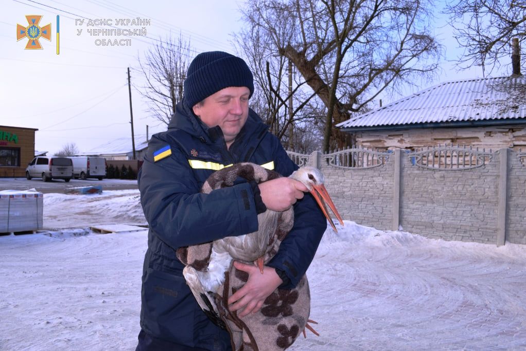 На Чернігівщині врятованого лелеку передали до зоопарку. ФОТО