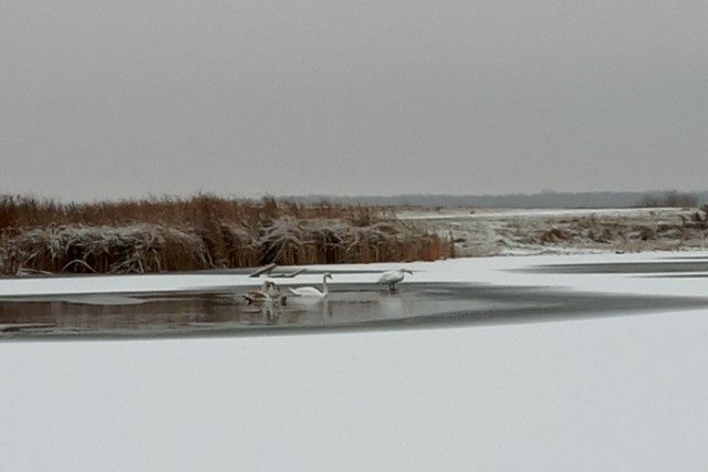 У парку на Чернігівщині залишилася зимувати сім’я білих лебедів. ФОТО