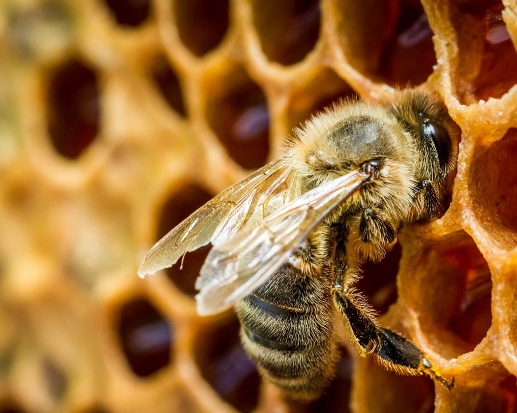Ульи для пчел: интересные факты