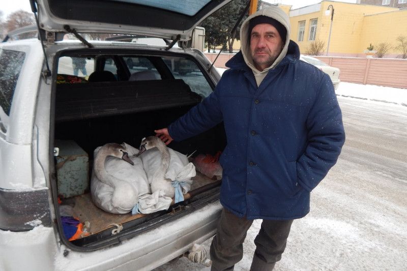 На Чернігівщині чоловік прихистив у себе двох лебедів