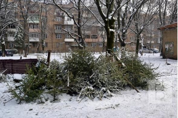 Куди у Чернігові подіти новорічні дерева після свят, щоб вони були використані з користю
