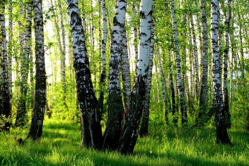 На Чернігівщині засуджено «чорного лісоруба», що пиляв берези