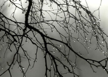 «Штурм» книгарень, погода на Різдво та вирубка лісу: інфодайджест середи «Штурм» книгарень, погода на Різдво та вирубка лісу: інфодайджест середи