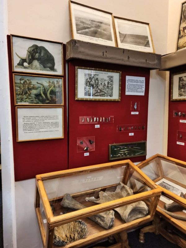 У музеї на Чернігівщині можна побачити зуб мамонта