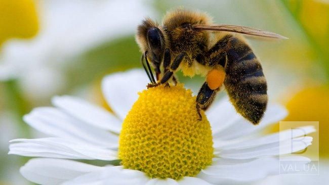 Торік на Чернігівщині не встановили жодного випадку масової загибелі бджіл