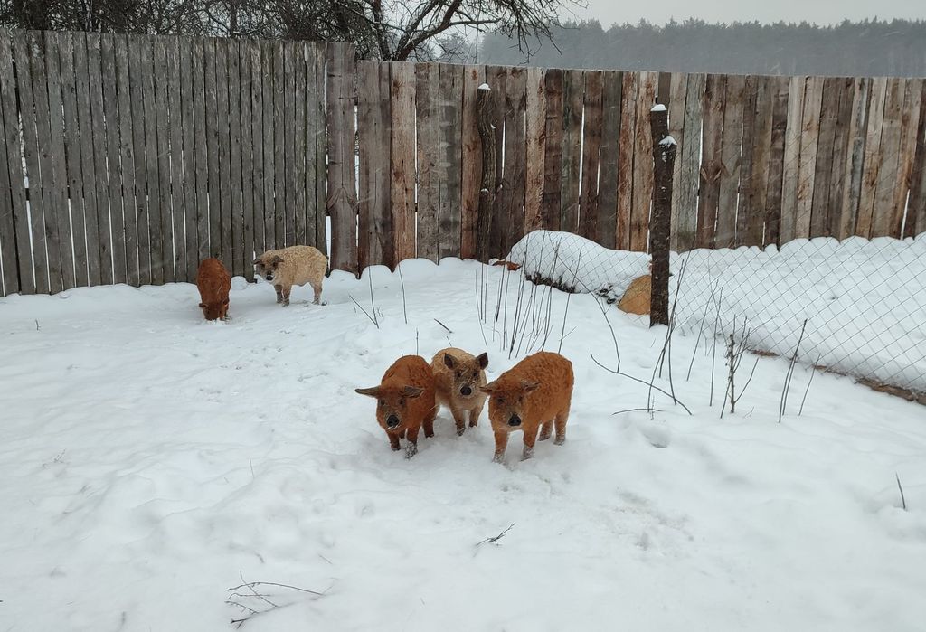 «Вони класні!»: чернігівець переїхав до села на Городнянщині, аби вирощувати там «вовняних» свиней