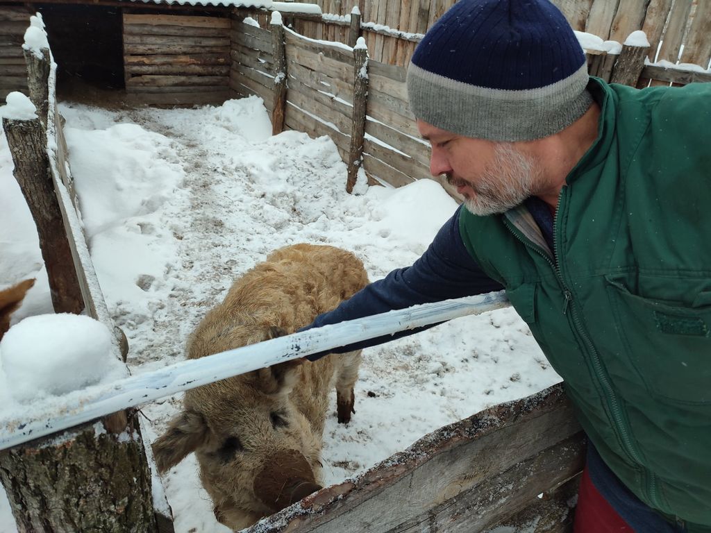 «Вони класні!»: чернігівець переїхав до села на Городнянщині, аби вирощувати там «вовняних» свиней