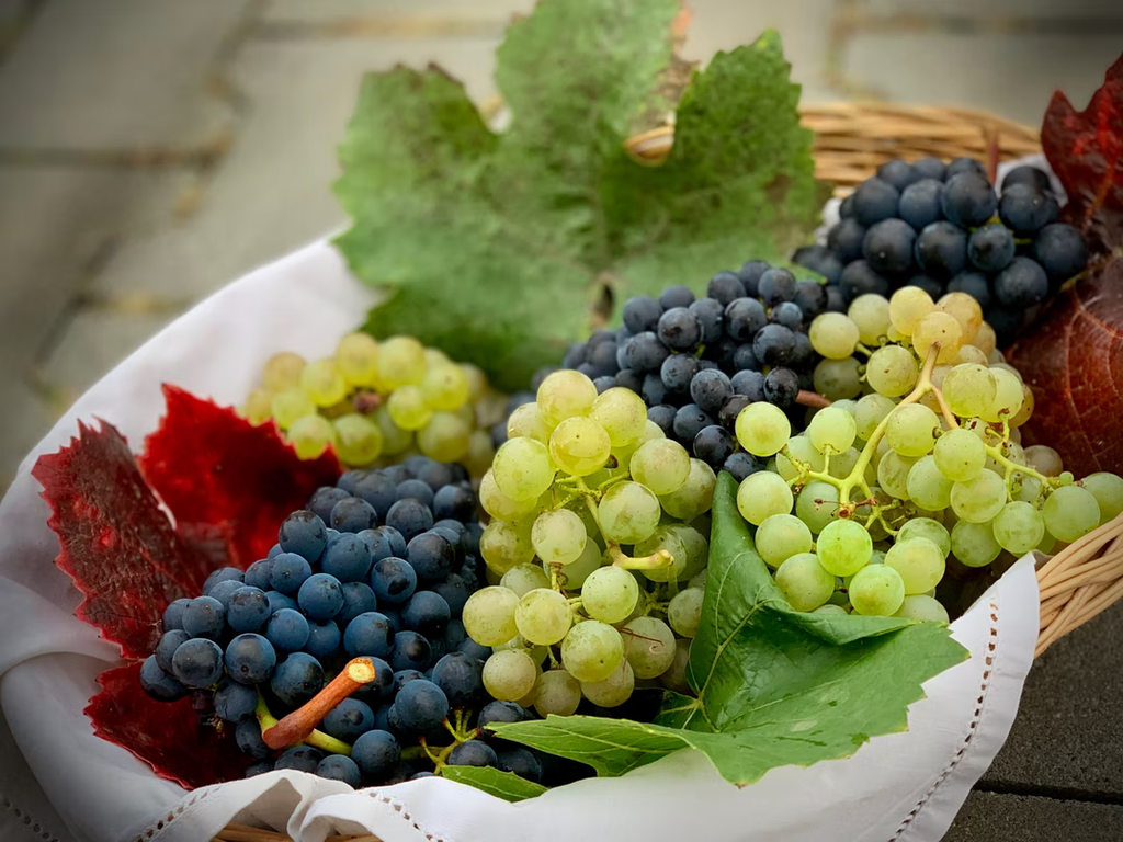 Правила выбора саженцев винограда для хорошего урожая