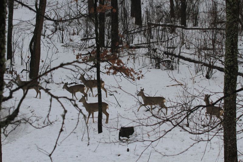 На Чернігівщині триває зимовий облік диких тварин
