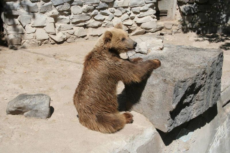 У Менському зоопарку народилися нові тваринки, а ведмеді не сплять