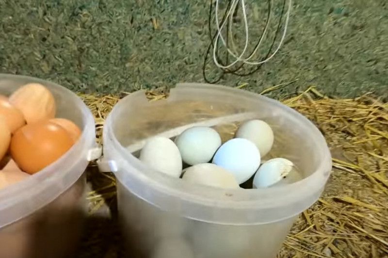 Відомий фермер з Чернігівщини розводить унікальних курей, які несуть зелені яйця (Відео)