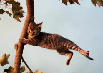 Завтра Чернігівщину накриє буревій Завтра Чернігівщину накриє буревій