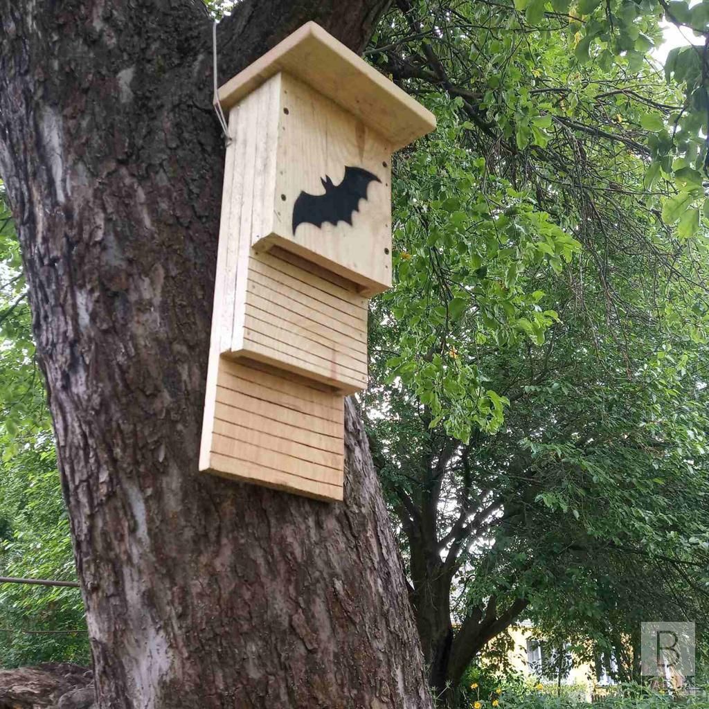 У Ялівщині вивішують будиночки для кажанів