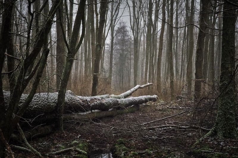 У лісі біля села на Чернігівщині знайшли тіло жінки