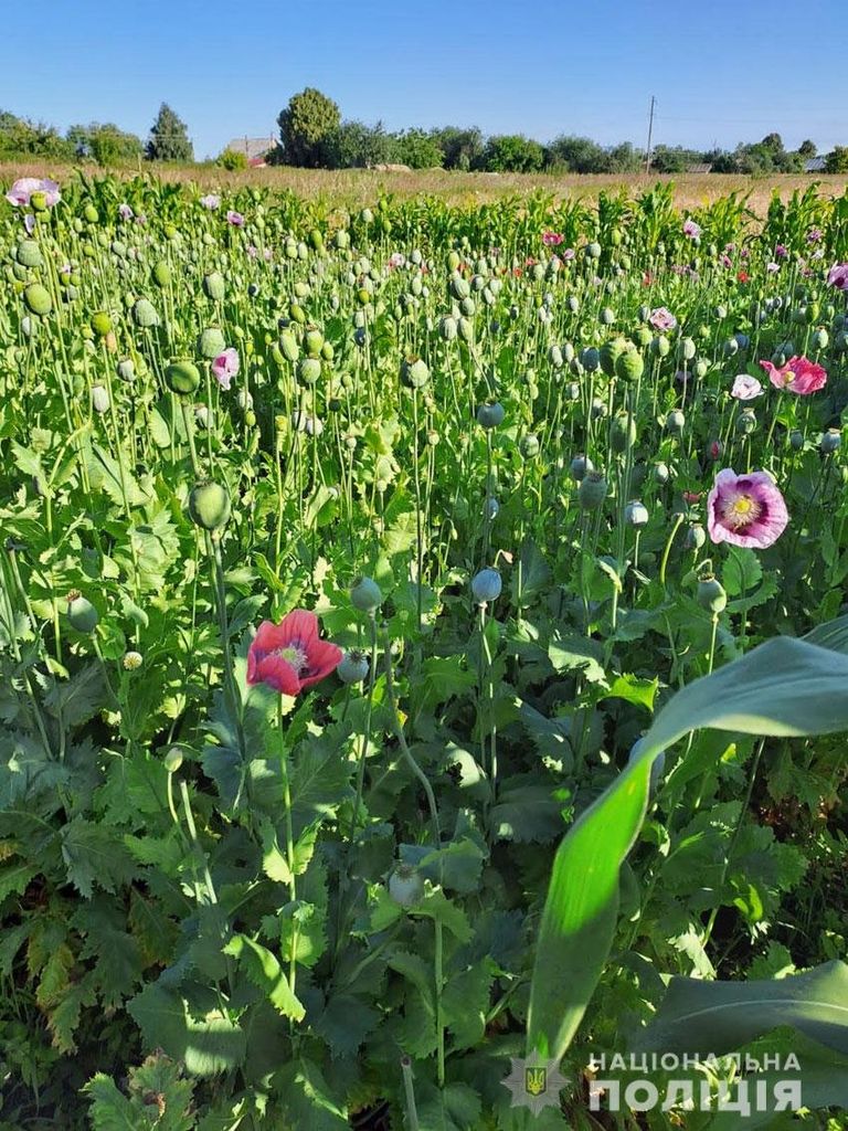 Поліцейські Чернігівського району знищили незаконний посів понад 1000 рослин маку